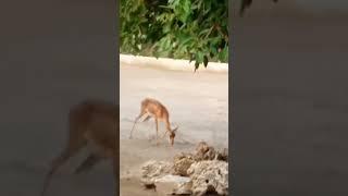 Beautiful Deer at Peshawar Zoo #deer #animals #world #nature #beautiful #beauty @PeshawarX