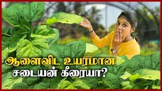 ஆறு அடி வளரும் சடையன் கீரை | கோப்பாயில் சேதனப் பண்ணை | #ChummaOruTrip |#JaffnaVlog