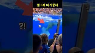 범고래 너 자중해!