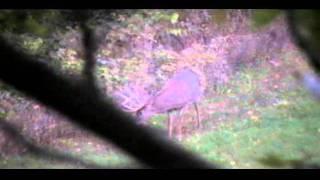 Wesses 190 inch and a good nine pt .avi