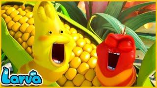 LARVA SEASON 1 EPISODE 584~700 | HILARIOUS CARTOON  MEMES | LARVA TERBARU 2024