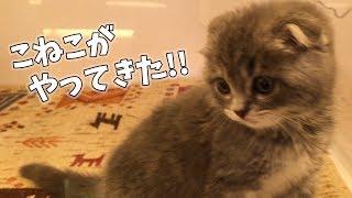 子猫がウチにやってきた！ スコティッシュフォールドのつむ