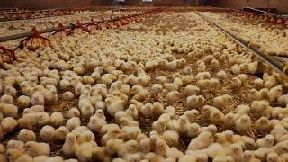 Virtual Chicken Barn Tour