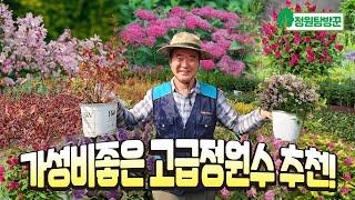 예쁜 고급 정원수 추천!  가성비 최고의 타이밍! 수많은 고객님들이 뽑은 베스트 수종!   정원이 더욱 풍성하고 아름다워 집니다