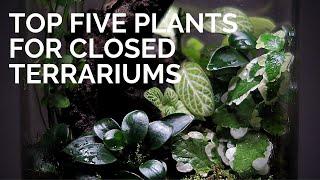 Top 5 terrarium plants || Best plants for closed terrestrial terrariums