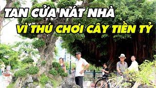 Tan cửa nát nhà vì thú chơi cây cảnh tiền tỷ