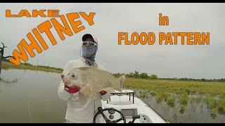 Buffalo on Fly | Fly Fishing Lake Whitney Texas on the Water | Poling East Cape Skiff