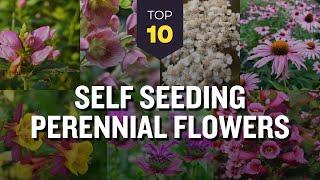 TOP 10 Self Seeding Perennial Flowers  Low Maintenance Plants for Gardening 