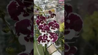 БАГАТО красивих ОРХІДЕЙ #phalaenopsis Епіцентр на Григоренка #kyiv