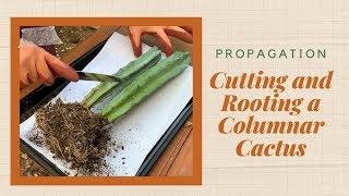 How to Cut and Root a Columnar Cactus