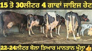 15 ਤੋ 30ਲੀਟਰ 4 ਗਾਵਾਂ ਜਾਇਜ ਰੇਟ। cows for sale/vadiya farm/9-3-25