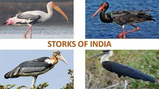 Storks of India  | Birds | Indian Birds