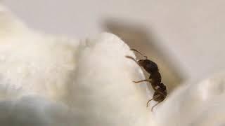 Ant and marshmallow