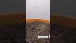 Bamboo growing time lapse/how to grow bamboo from seeds.