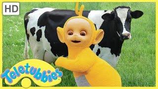 Teletubbies English Episodes Milking Cows  Full Episode - HD (S06E136)