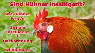 Are chickens intelligent? This is how clever chickens learn! GERMAN video with ENGLISH subtitles!