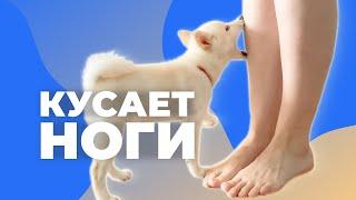 ЩЕНОК КУСАЕТ НОГИ  Как отучить собаку кусать хозяина  Щенок бегает по дому и охотится за ногами