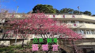 2023-2苗栗縣獅潭鄉協雲宮櫻花步道