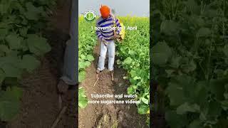 Mustard and sugarcane, subscribe channel for sugarcane farming videos #riar_sugarcane_farm