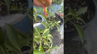 harvest time  sili at kamatis ️ #urbangardening #hobbygardening #citygardening #roofgardening