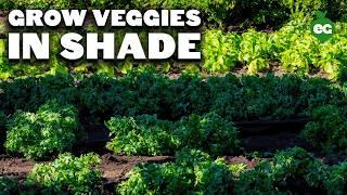 15 Perfect Veggies To Grow In Shady Gardens, No Matter Where You Live