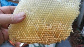Hive Adopts Cut Out Open Brood Comb