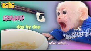 Bibi monkey in childhood  - Bibi growup day by day, he only learn to eat and relax with Dad