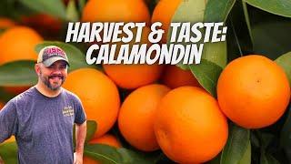 Harvest and Taste || Calamondin Orange Tree || Down-Home Backyard Gardening