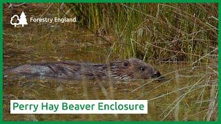 Perry Hay Beaver Enclosure