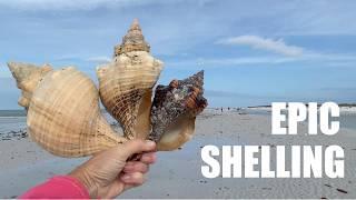 Post storm shelling was epic! Shells and beach critters were everywhere!