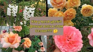 РОЗЫ-обзор, кто побил рекорд цветения ? ;Погибают растения, купленные в питомнике, что делать??