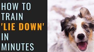 How to teach your dog to lay down (IN MINUTES)