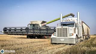 (Sound/Special) Claas Lexion 8800 US/CA mit Claas Convio 1380 Besondere Einblicke bei der Ernte 2023