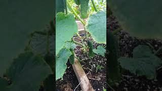Greenhouse Cucumbers in May
