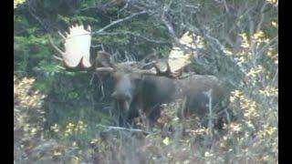 BC Archery Moose Hunt With Bob Fromme