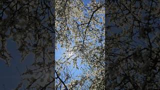 Говори благое, или молчи! #напоминание #лакомка #quran #ахлюссунна #shortsvideo #islam #коранисунна