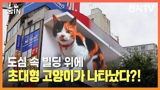 [줌IN] 도심 한복판 초대형 고양이? 현실과 가상의 경계를 허무는 디지털 사이니지