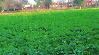 Village Fields Tour || Eating Fresh Turnip