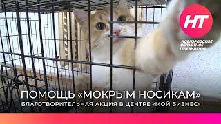 Центр «Мой бизнес» организовал благотворительную акцию помощи бездомным животным