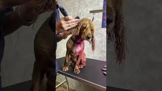 Cocker Spaniel Transformation  Before & After Grooming! ️   #grooming #dog #pets