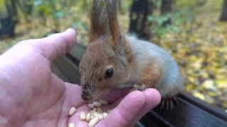 Немного о белке и воронах / A little bit about squirrels and crows