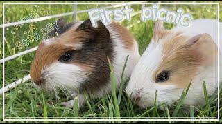 First picnic for baby Guinea pigs