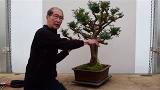 Cypress Bonsai Re-Shape