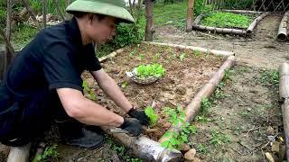 Daily life of Vietnamese mountain farmers, organic vegetables after the rain