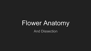 Flower Anatomy Notes   Prepare for Dissection