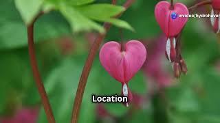5 Easy to Grow Perennials for a Shade Garden