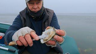 The sea gives delicacies. We collected a bucket of shellfish with my son.