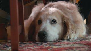 WCCO Special Report: Grain-Free Dog Food Could Cause Heart Disease