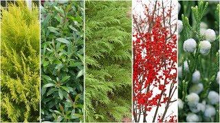 Five Plants for Winter Interest! ️// Garden Answer