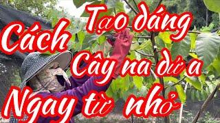 Cách tạo dáng cây na dứa dành cho ai mới trồng hoặc cây con từ một tới bốn năm